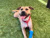 adoptable Dog in Orange, CA named LAURENCE