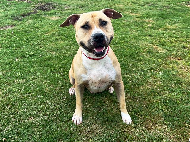 adoptable Dog in Orange, CA named LAURENCE