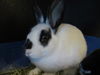 adoptable Rabbit in Orange, CA named SUZY Q