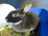 adoptable Rabbit in Orange, CA named SASSY