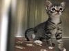 adoptable Cat in Orange, CA named KODY KO