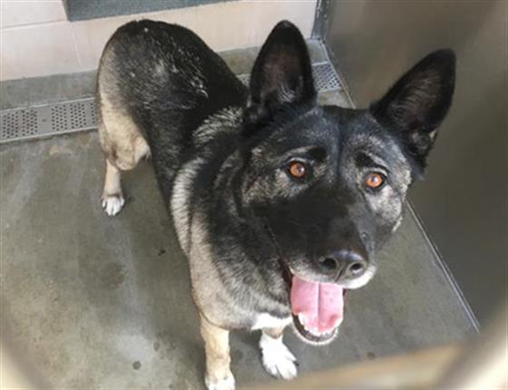 adoptable Dog in Orange, CA named SAKI