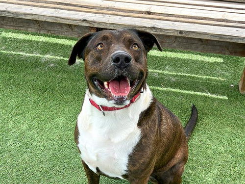 picture of the dog needing adoption