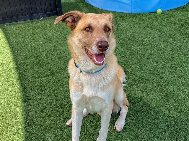 adoptable Dog in Orange, CA named SHILOH