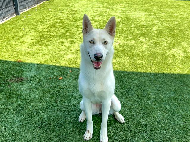 adoptable Dog in Orange, CA named NEEKA