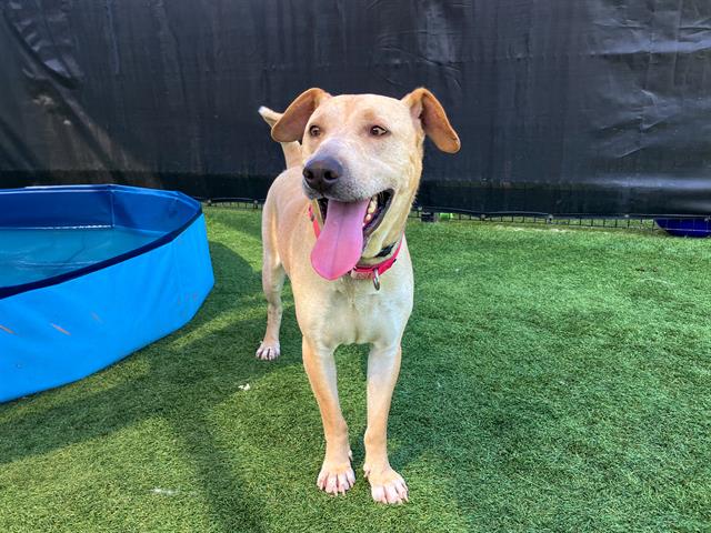 adoptable Dog in Orange, CA named CHASE