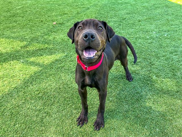 adoptable Dog in Orange, CA named ARCHIE