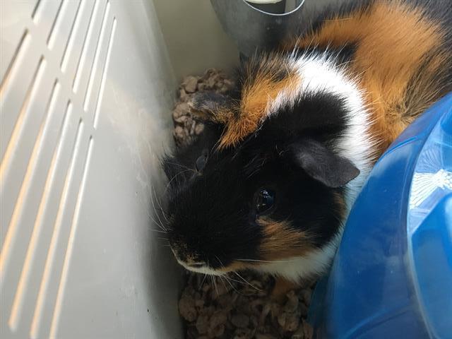 adoptable Guinea Pig in Orange, CA named SPANKY