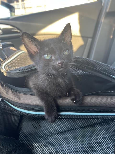 adoptable Cat in Orange, CA named ORION