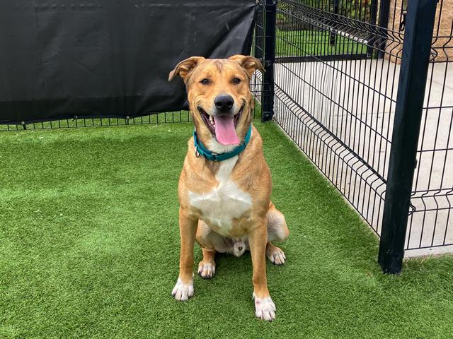 adoptable Dog in Orange, CA named MILLER