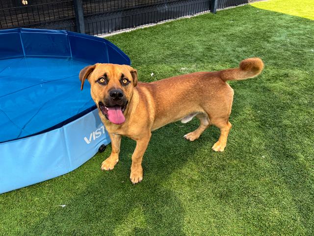 adoptable Dog in Orange, CA named DONUTS