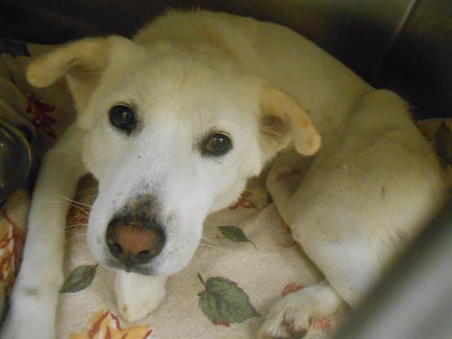 adoptable Dog in Orange, CA named CORALINE