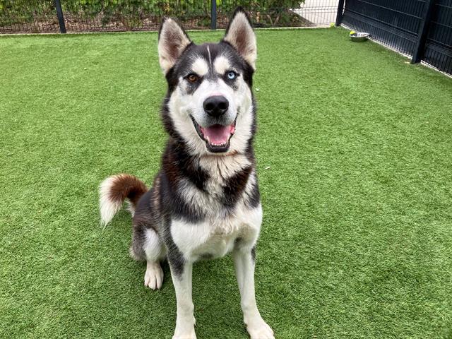 adoptable Dog in Orange, CA named REESE