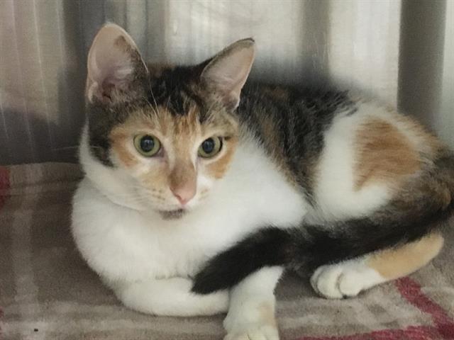 adoptable Cat in Orange, CA named DANIELLE