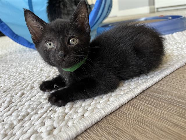 adoptable Cat in Orange, CA named LOGAN