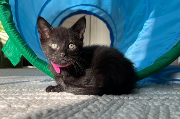 adoptable Cat in Orange, CA named LACEY