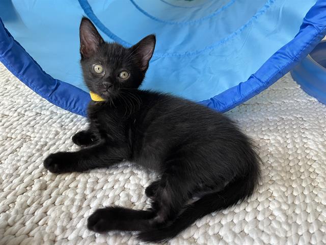 adoptable Cat in Orange, CA named LILLY