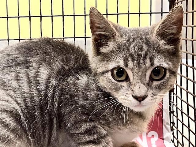 adoptable Cat in Orange, CA named SUNDAY