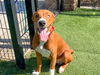 adoptable Dog in Orange, CA named GIBSON