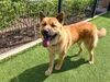 adoptable Dog in Orange, CA named RICO