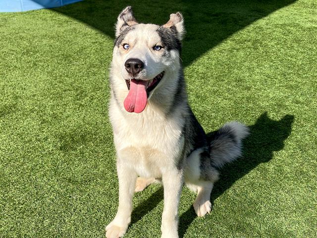 adoptable Dog in Orange, CA named SPARK