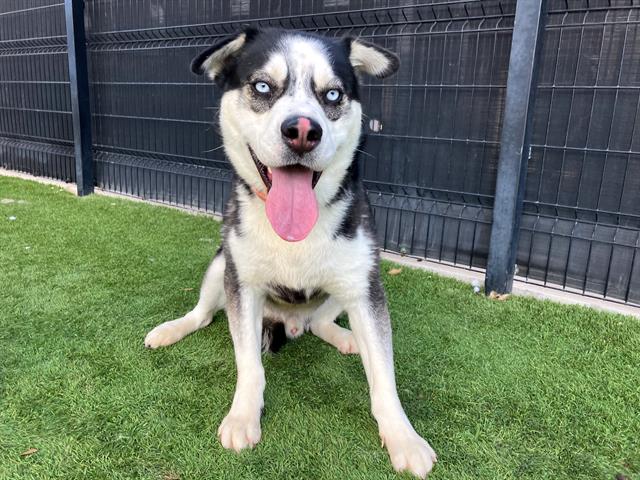 adoptable Dog in Orange, CA named MICAH