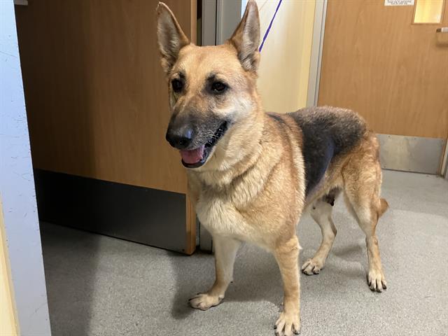 adoptable Dog in Orange, CA named ARIANA