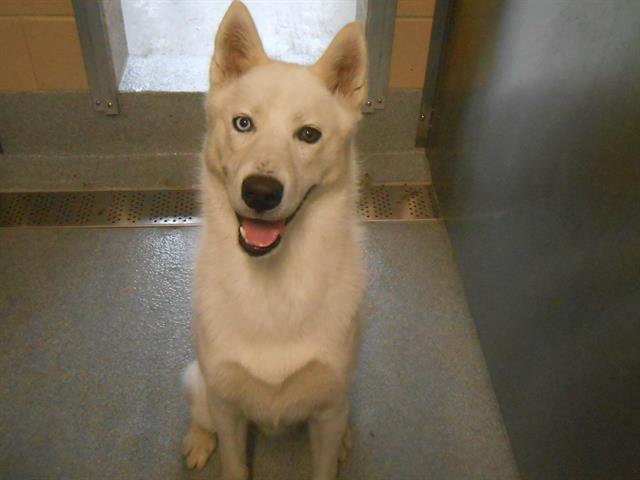 adoptable Dog in Orange, CA named RILEY