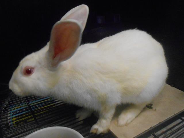 adoptable Rabbit in Orange, CA named GEORGE