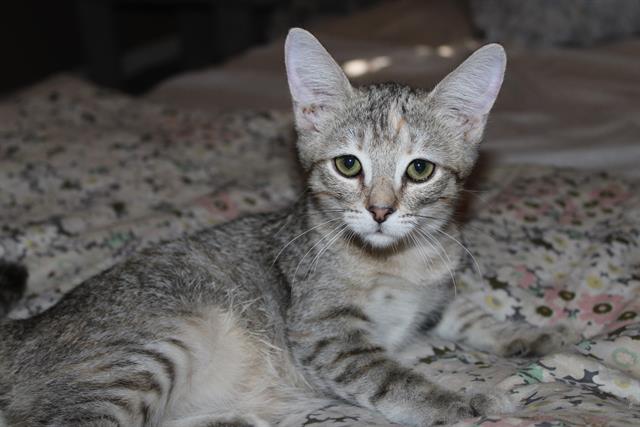 adoptable Cat in Orange, CA named PETUNIA