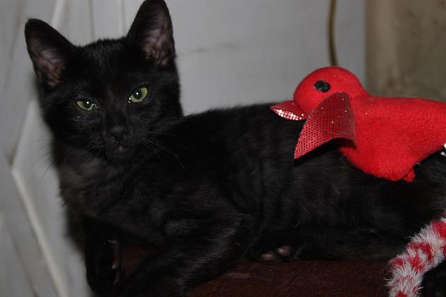 adoptable Cat in Orange, CA named FIREFLY