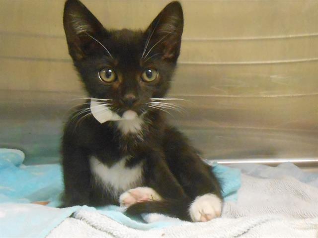 adoptable Cat in Orange, CA named LUKUS