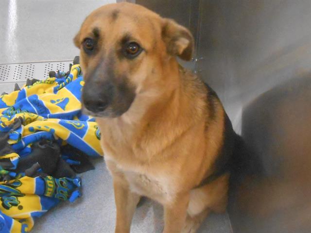 adoptable Dog in Orange, CA named CEDAR