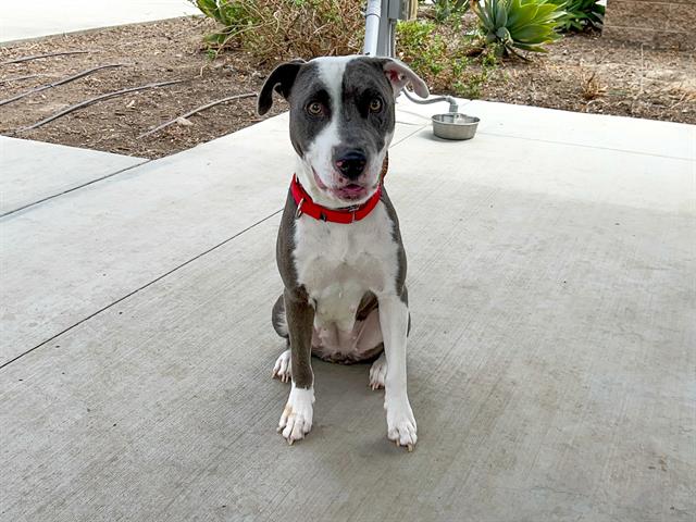 adoptable Dog in Orange, CA named GARNET