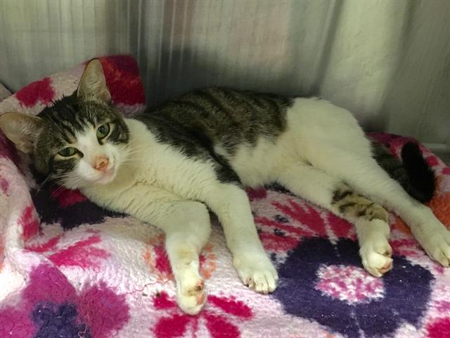 adoptable Cat in Orange, CA named TRAVELER