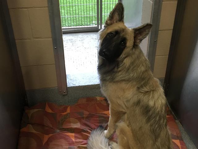 adoptable Dog in Orange, CA named ROLAND