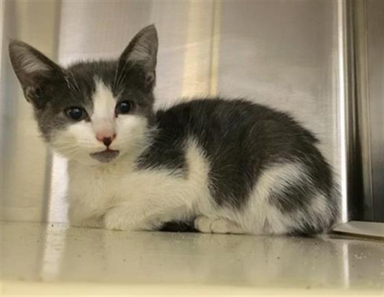 adoptable Cat in Orange, CA named TRISTAN