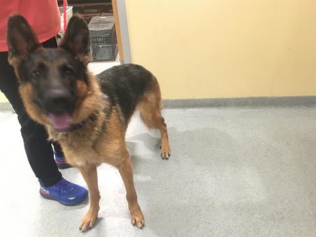 adoptable Dog in Orange, CA named JORDAN