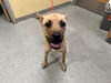 adoptable Dog in  named FLINT