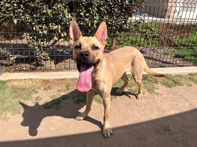 adoptable Dog in Orange, CA named FLINT