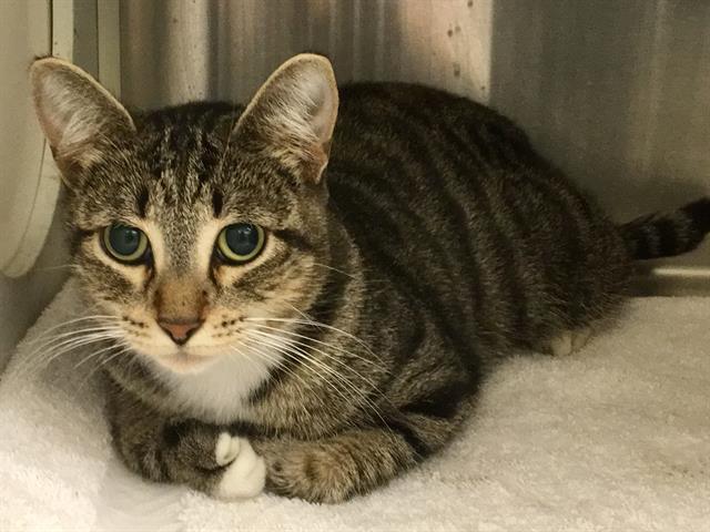 adoptable Cat in Orange, CA named CARMEN