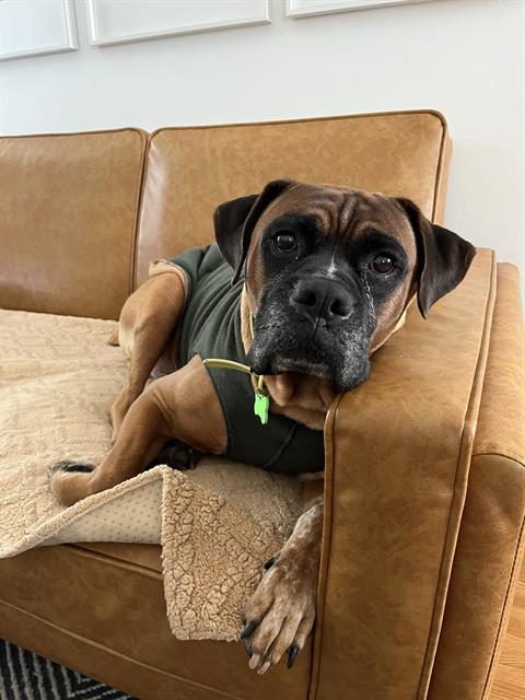 picture of the dog needing adoption