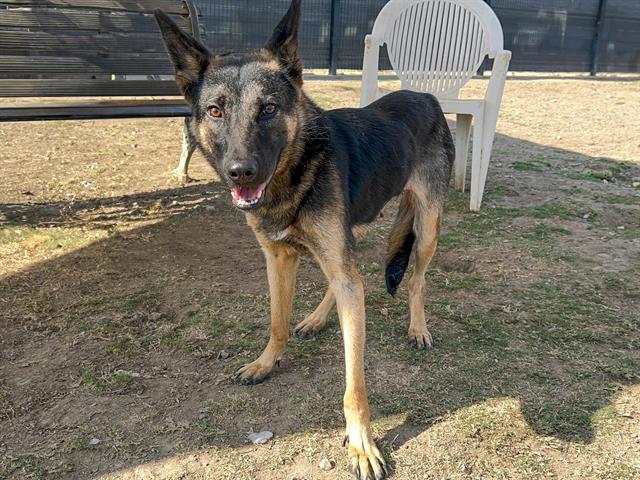 adoptable Dog in Orange, CA named POPPY