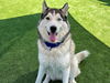 adoptable Dog in  named NALU