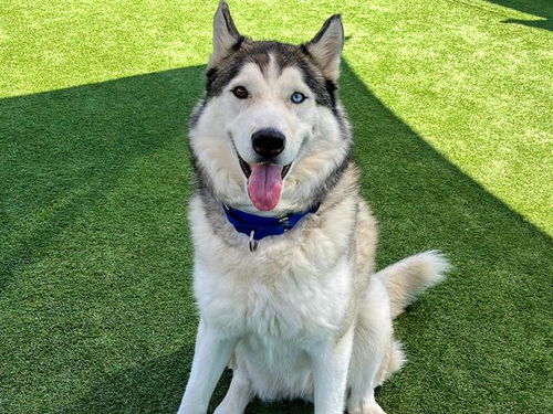 picture of the dog needing adoption