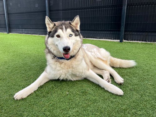 NALU - Siberian Husky for adoption in Santa Ana