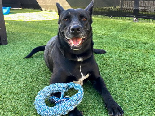 SHEILA - German Shepherd Dog available for adoption