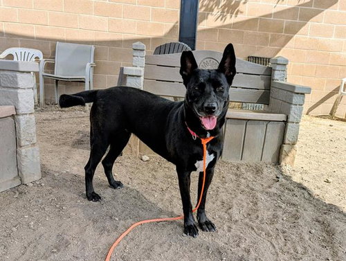 SHEILA - German Shepherd Dog available for adoption