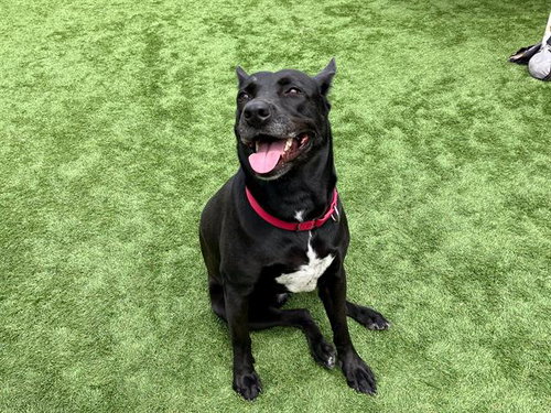 SHEILA - German Shepherd Dog for adoption in Santa Ana