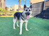 adoptable Dog in Orange, CA named TIMA